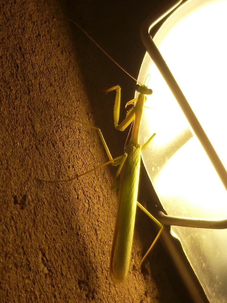 Coptopteryx argentina in March 2020 by lorenzoo · iNaturalist