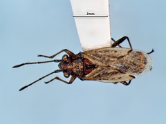 Nysius angustatus