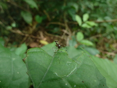 Mantodea
