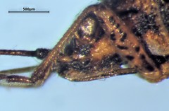 Nysius angustatus