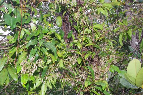 Agatea observed 2025-12-03