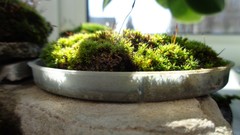 Tortula muralis