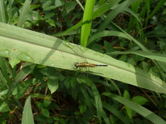 Acisoma inflatum
