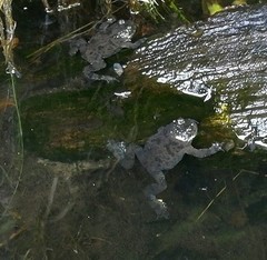 Bombina variegata pachypus