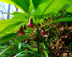 Scopolia caucasica
