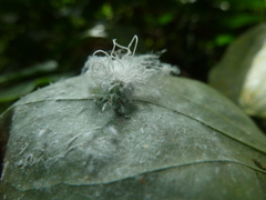 Auchenorrhyncha