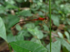 Zygoptera