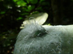 Auchenorrhyncha