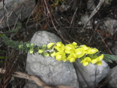 Aspalathus caledonensis