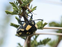 Sternocera orissa