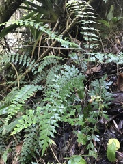 Asplenium praemorsum