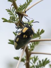 Sternocera orissa