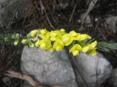 Aspalathus caledonensis