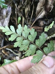 Asplenium praemorsum