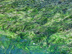 Ranunculus × bachii