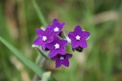 Anchusa officinalis