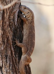 Varanus albigularis