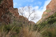 Salix mucronata