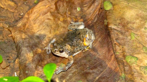 Kaloula baleata