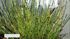 Equisetum variegatum
