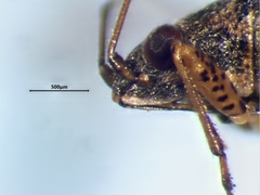 Nysius niger
