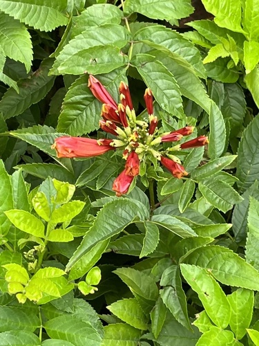 Cape Honeysuckle