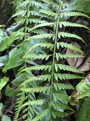 Asplenium auritum