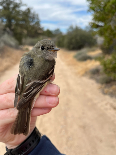 iNaturalist observation photo of Dusky Flycatcher