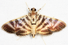 Spilomela discordens