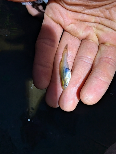 Eastern Mosquitofish