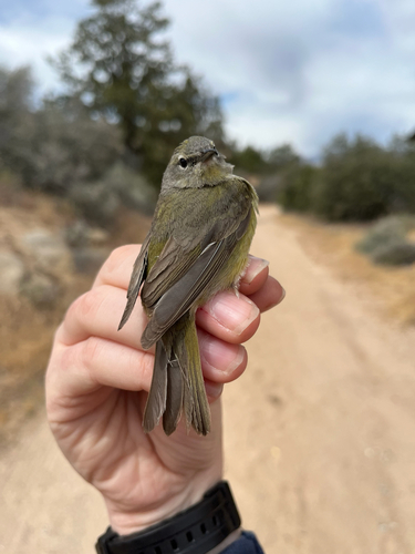 iNaturalist observation photo of Orange-crowned Warbler