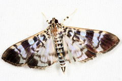 Phostria