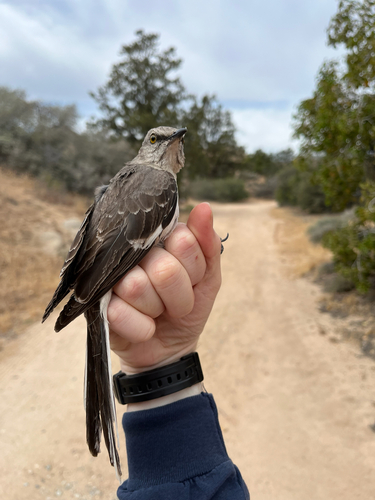 iNaturalist observation photo of Northern Mockingbird