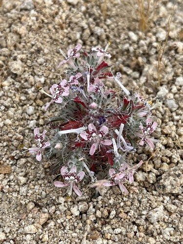 iNaturalist observation photo of desert calico