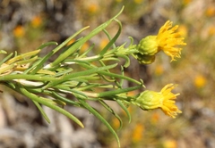 Pteronia pallens