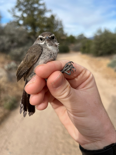 iNaturalist observation photo of Bewick's Wren