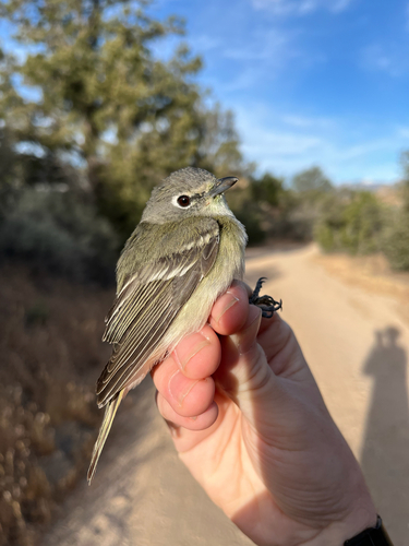 iNaturalist observation photo of Cassin's Vireo