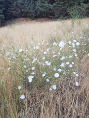 Convolvulus chondrilloides