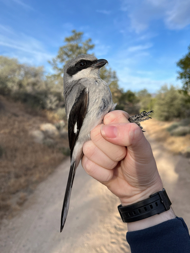 iNaturalist observation photo of Loggerhead Shrike