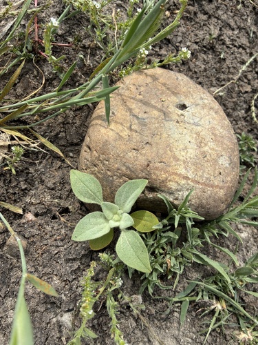iNaturalist observation photo of turkey mullein