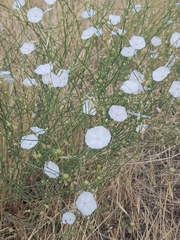 Convolvulus chondrilloides