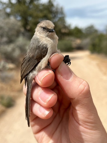 iNaturalist observation photo of Bushtit