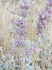 Stachys inflata