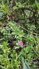 Barnadesia arborea, photograph (c) Mayuri Castillo, some rights reserved (CC BY-SA)