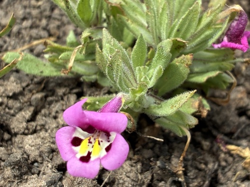 iNaturalist observation photo of tricolor monkeyflower
