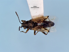 Nysius niger