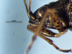 Nysius niger