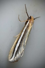 Fraus serrata
