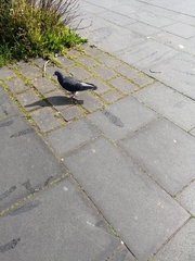 Columba livia domestica