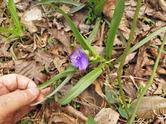 Tradescantia ernestiana